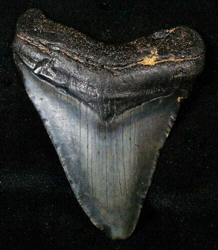 Juvenile Megalodon Tooth #16609